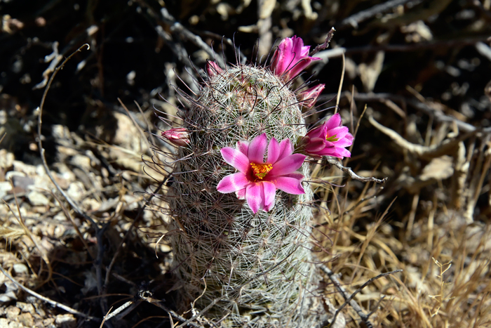 Graham's Nipple Cactus has a pretty flower, about an inch or so wide, that is light pink with dark pink centers. The plants bloom from April to September across its geographic range and fruiting takes place from September to March. Mammillaria grahamii 